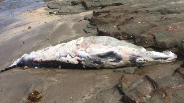 The whale's body appeared to have been bitten by sharks.