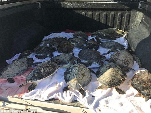 Rescued turtles are transported to Gulf World Marine Park, with the hopes of rehabilitating them and releasing them back in the bay