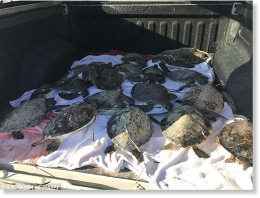 Rescued turtles are transported to Gulf World Marine Park, with the hopes of rehabilitating them and releasing them back in the bay