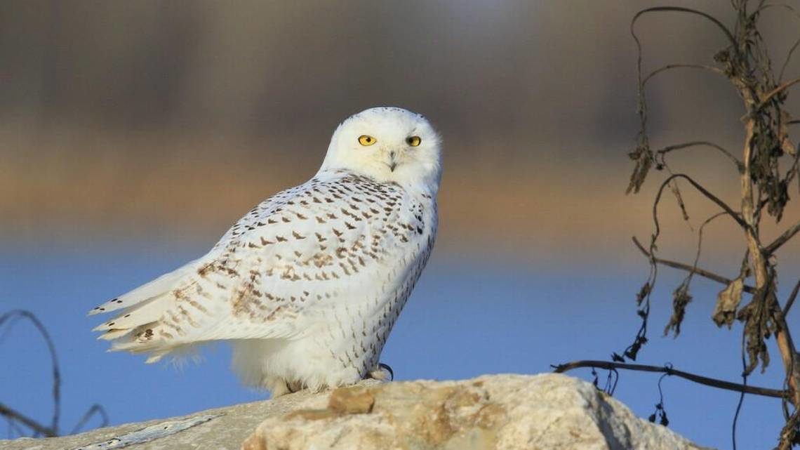 This snowy owl was photographed while alive