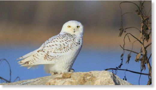 Click to enlarge This snowy owl was photographed while alive