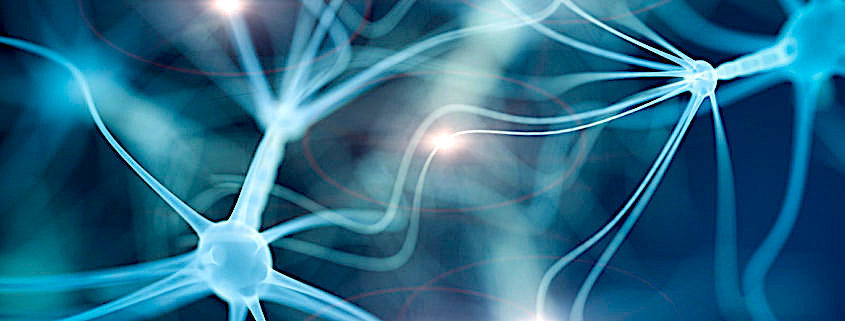 neurons