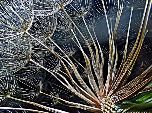 Click to enlarge goatsbeard-flower-seeds Nikon Small World