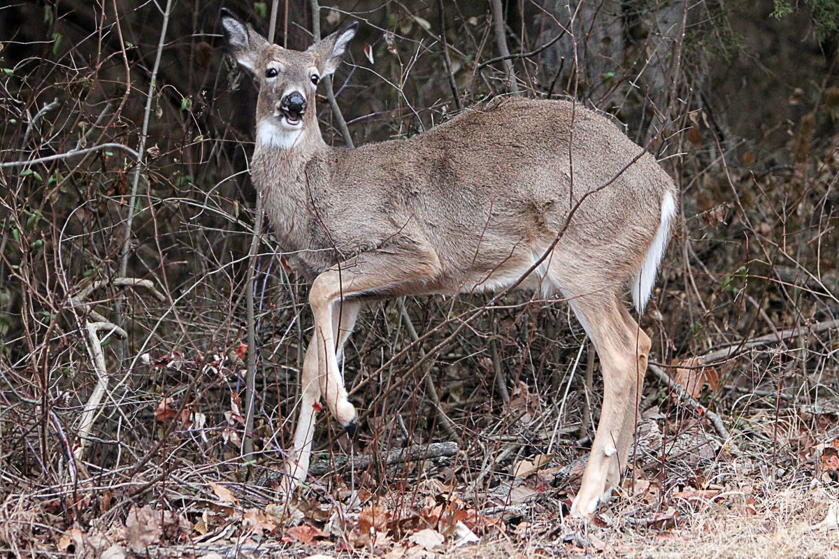 chronic wasting disease deer, deer zombie virus