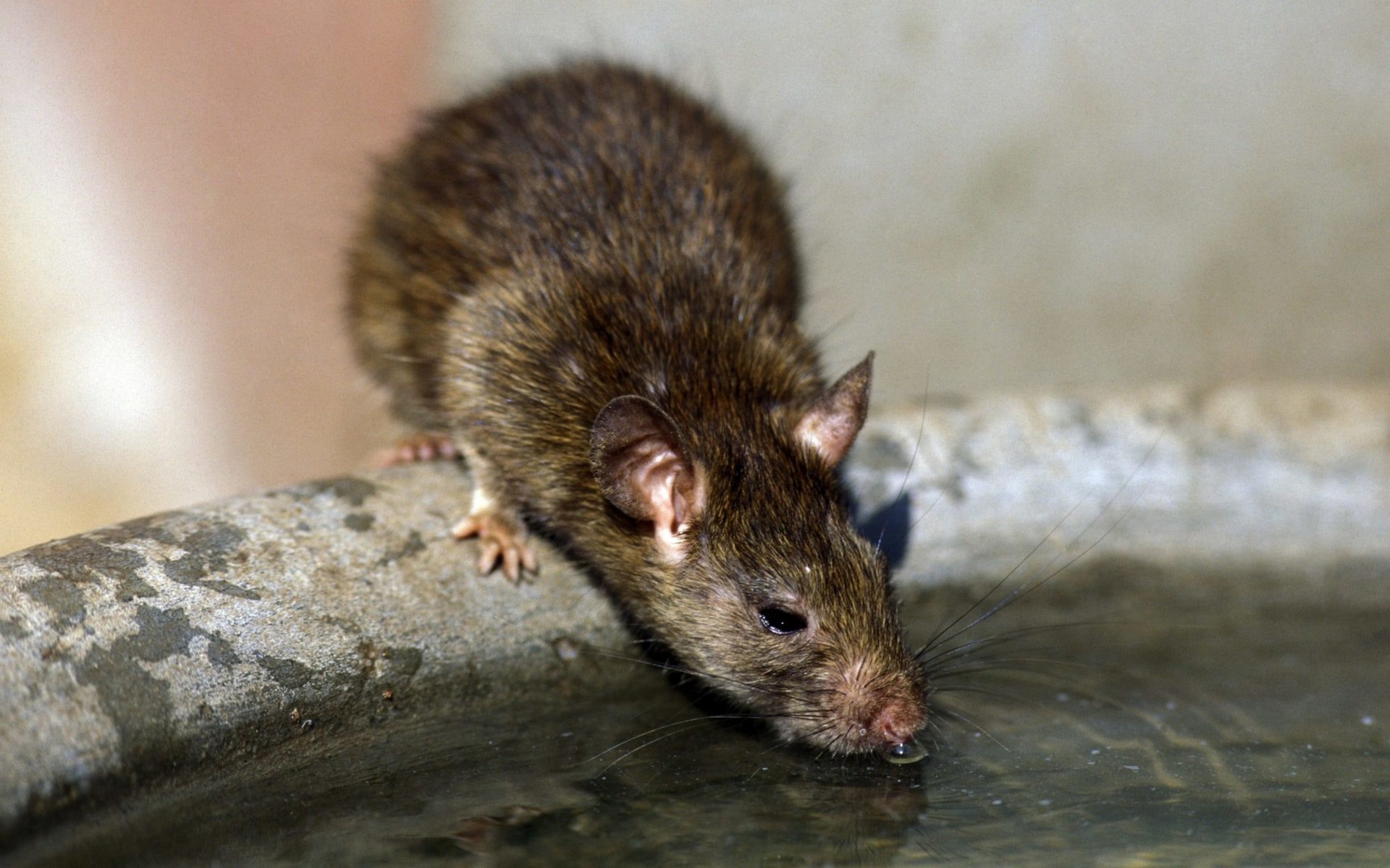 Paris rat infestation