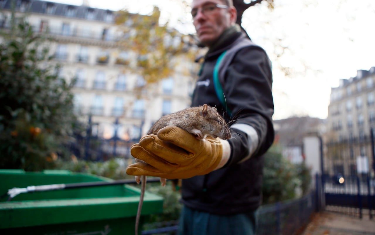 Click to enlarge Paris rat infestation