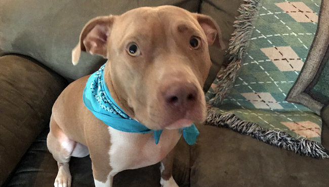 Dog Alerts Owner To Propane Gas Leak Inside Long Island Home