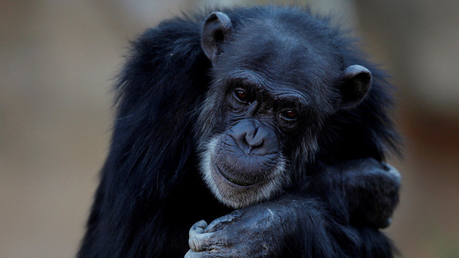Chimpanzee