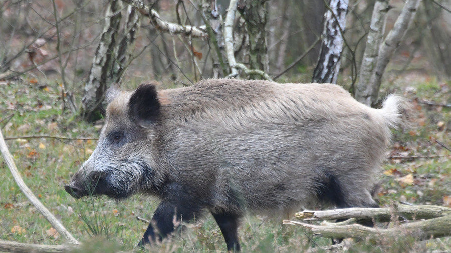 boar