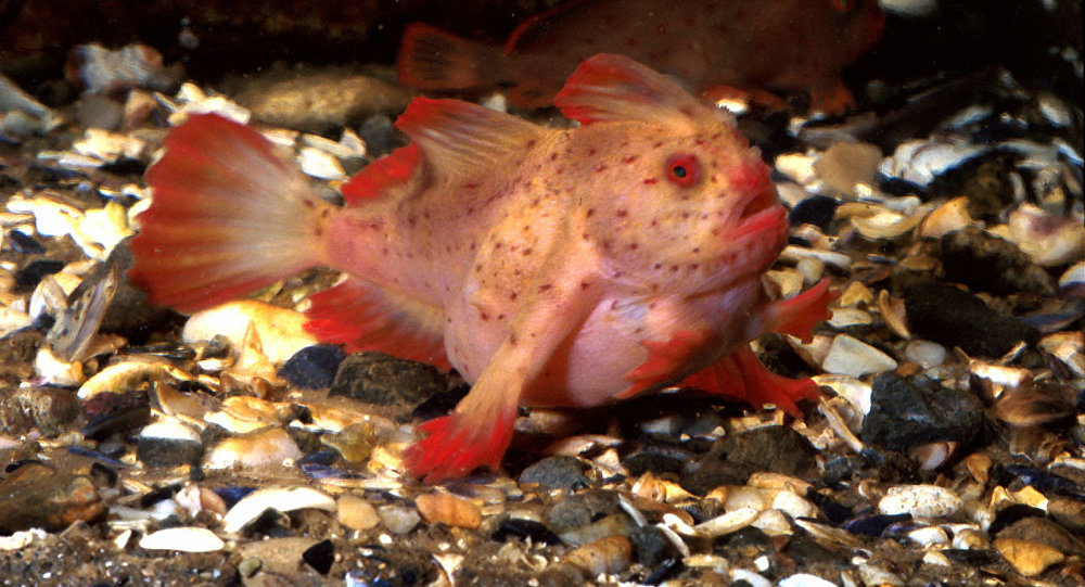 rare red handfish