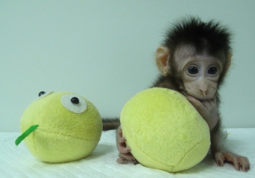 Cloned Monkey