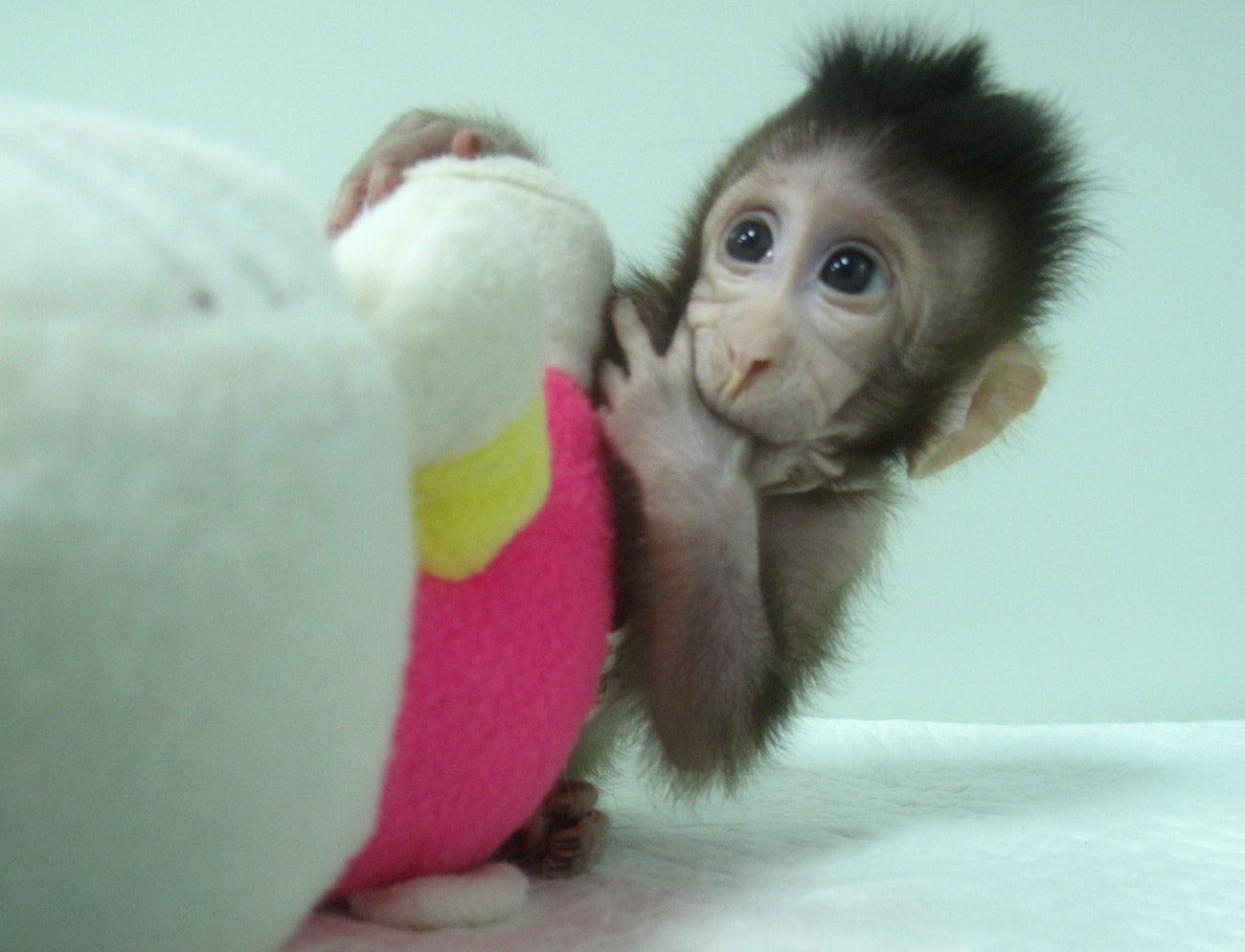 Cloned Monkey