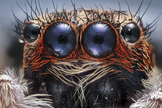 Click to enlarge Jumping Spider