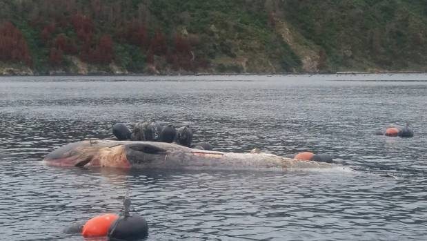 dead whale