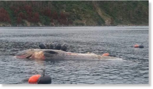 dead whale