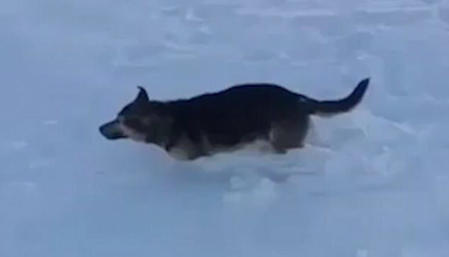 Animals including this dog have been frozen solid after temperatures dropped to minus 56C in Kazakhstan