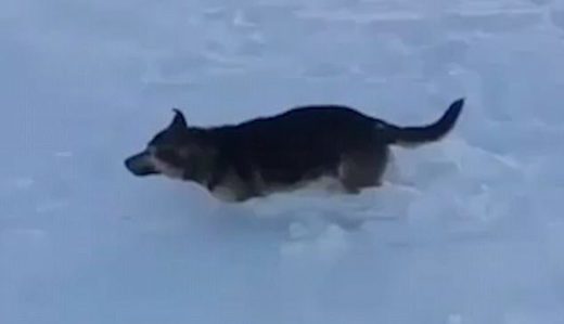 Animals are frozen solid as temperatures drop to -56 Celsius in Kazakhstan
