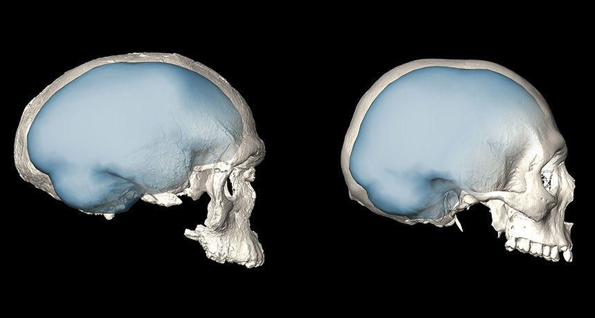 digital brain reconstruction Homo Sapiens