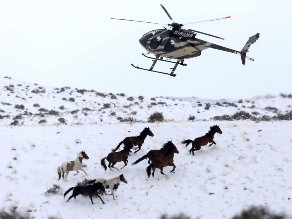 US wild horses BLM roundup