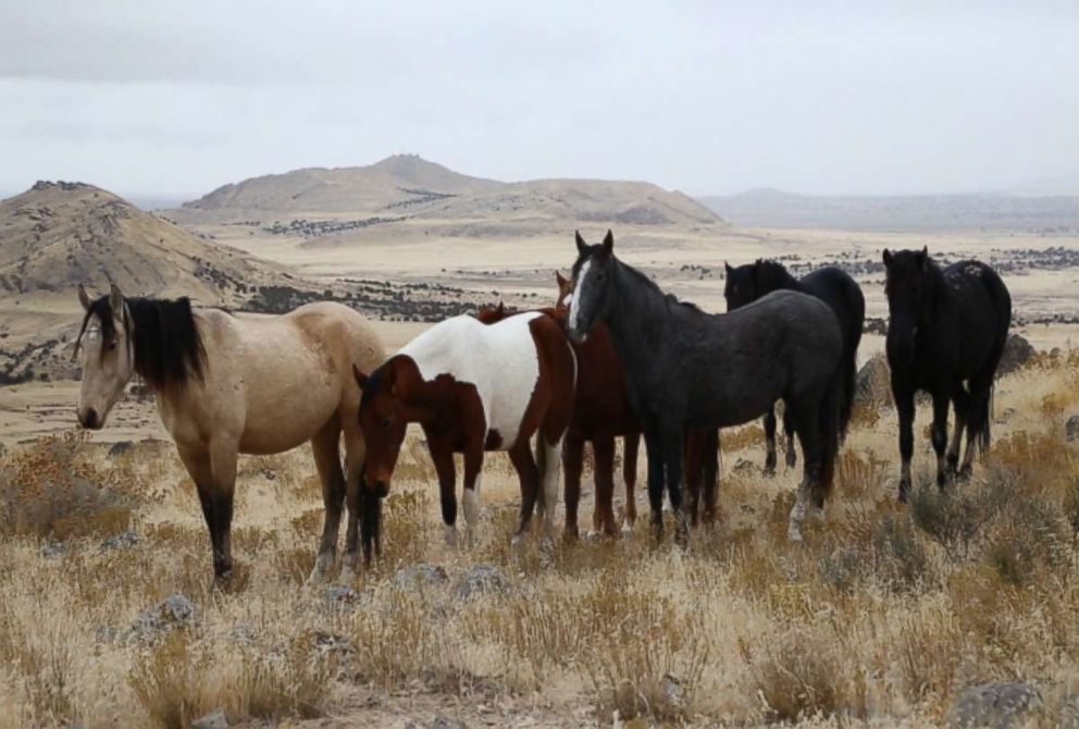 Click to enlarge Wild horses American West