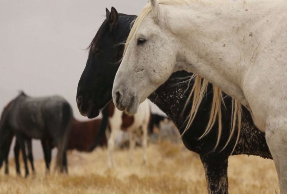 Click to enlarge Wild horses American West