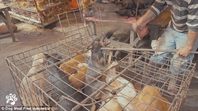 Indonesia slaughter pets