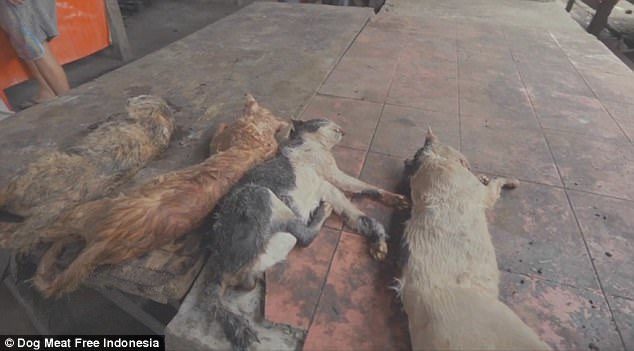cats slaughtered meat indonesia