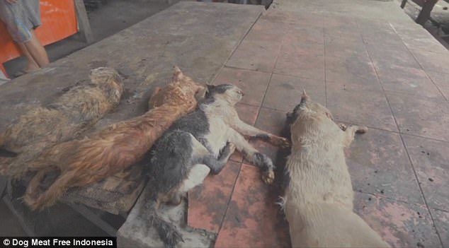 Click to enlarge cats slaughtered meat indonesia