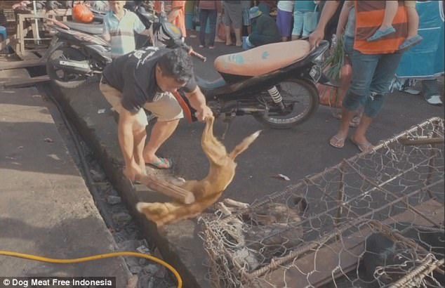 indonesia dog slaughter