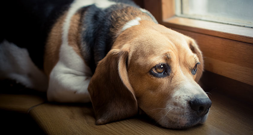 dog mourning, pet grief