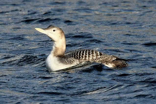 Click to enlarge Yellow-Billed Loon