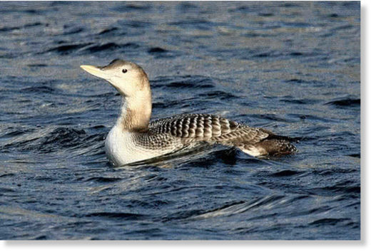 Yellow-Billed Loon