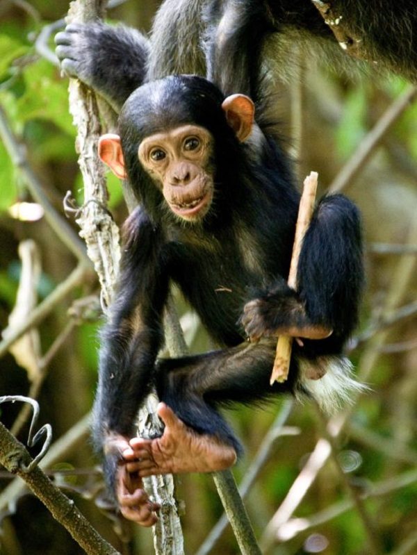 Click to enlarge young chimpanzee