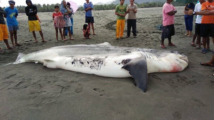 Click to enlarge 17-feet shark