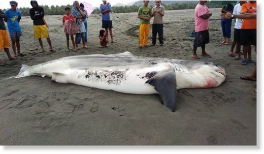 17-feet shark