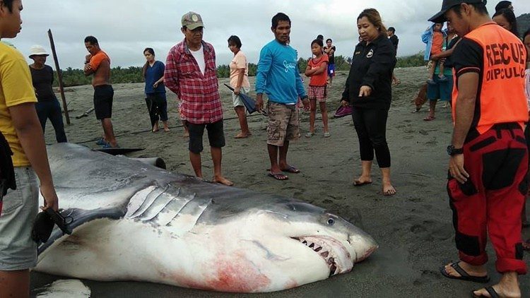 Click to enlarge shark