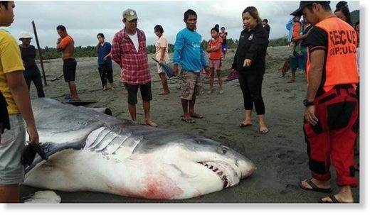 shark