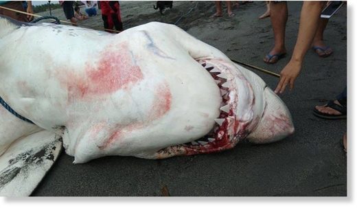 shark