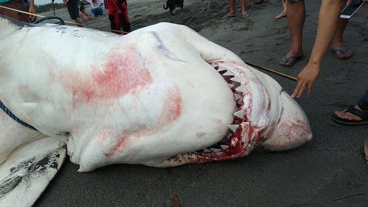 Click to enlarge shark