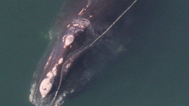 At least 18 North Atlantic right whales have now died in Canadian and U.S. last year and this winter.