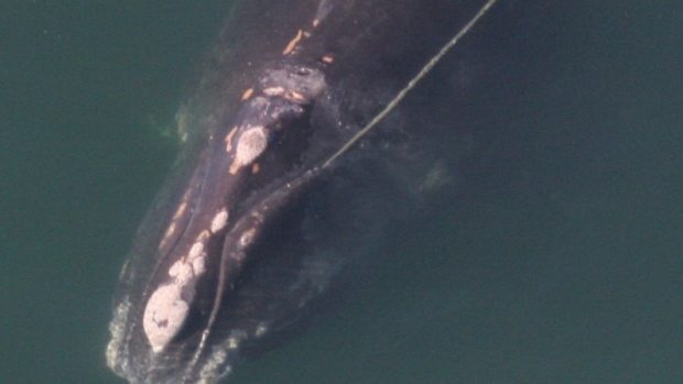Click to enlarge At least 18 North Atlantic right whales have now died in Canadian and U.S. last year and this winter.
