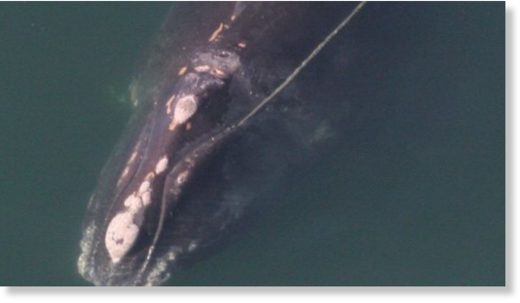 Click to enlarge At least 18 North Atlantic right whales have now died in Canadian and U.S. last year and this winter.