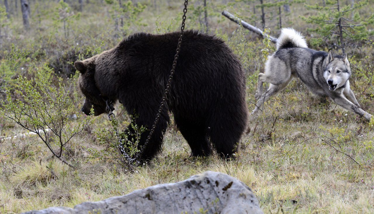 Click to enlarge baiting station hunting dog bear Russia