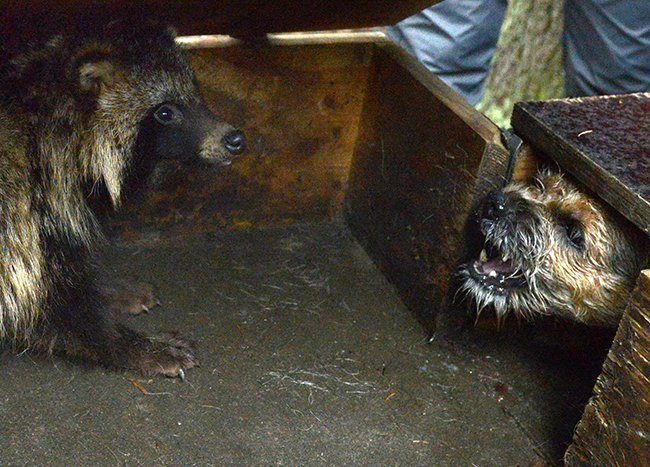 Click to enlarge hunting dog racoon Russia baiting station