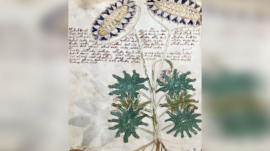 Voynich manuscript