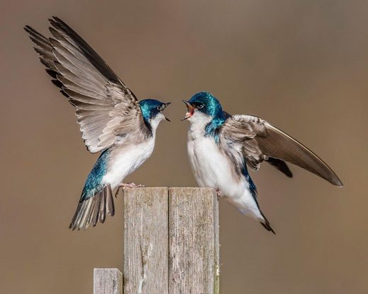 Click to enlarge Tree swallow