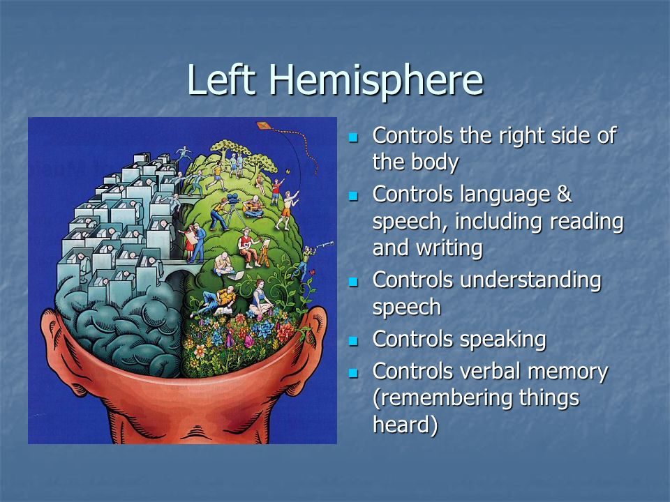 left brain memory