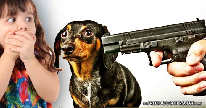 gun aiming at dog