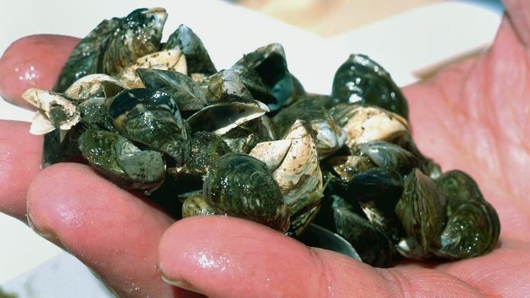 Click to enlarge Zebra mussels