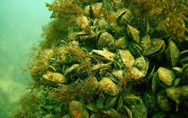 gang of mussels